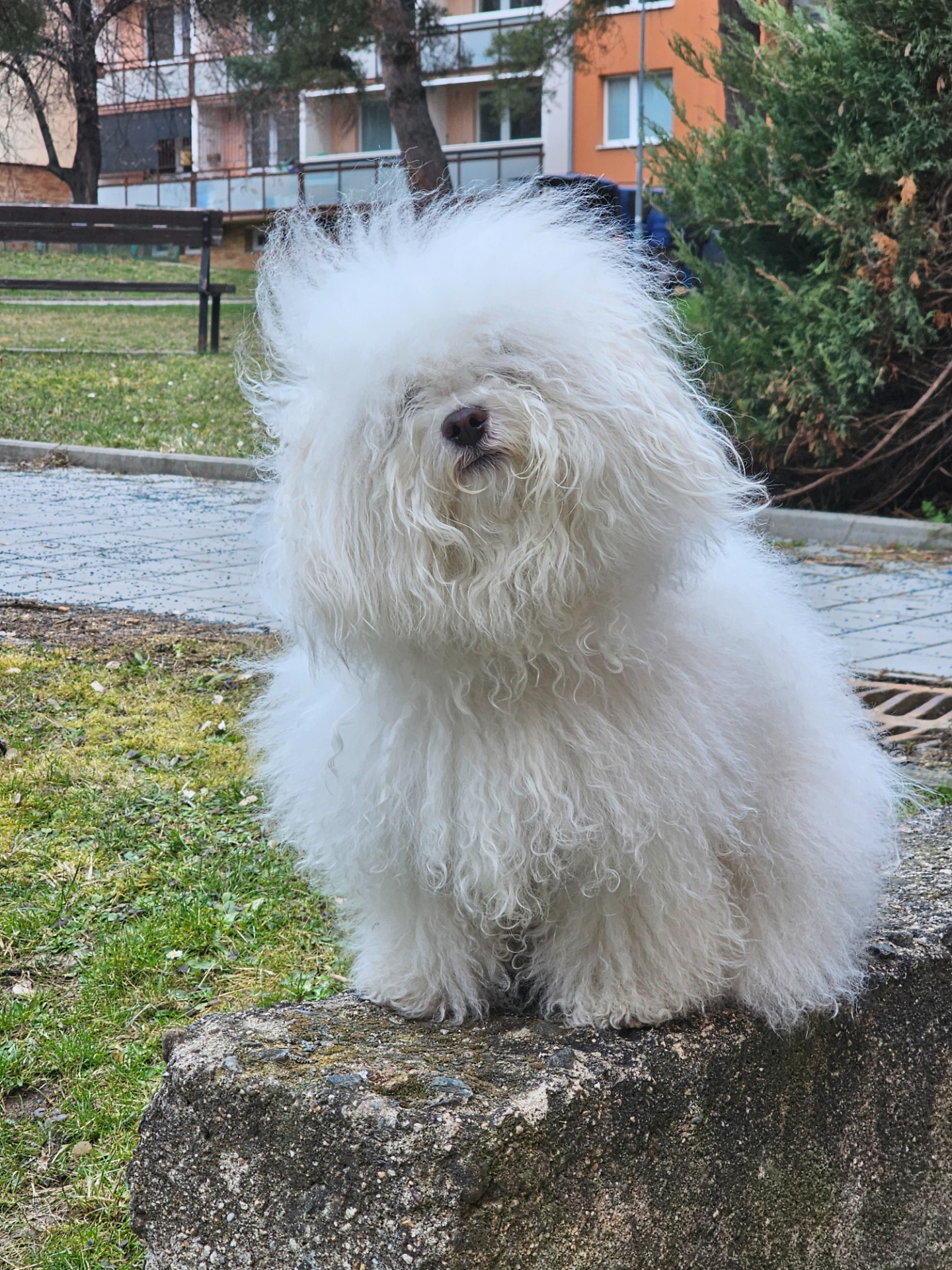 Benji Moravian White Pearl